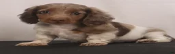 Dachshund dogs for sale: willie Jr  - Ad 10