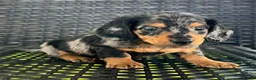 Dachshund dogs for sale: Dexter - Ad 4