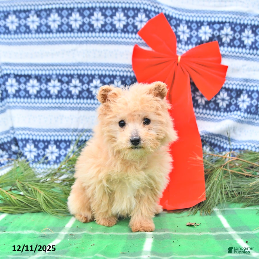 Pomapoo dogs Lil Taffy - Ad 2