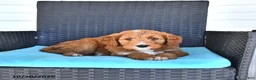 Goldendoodle dogs for sale: Jordan - Ad 4