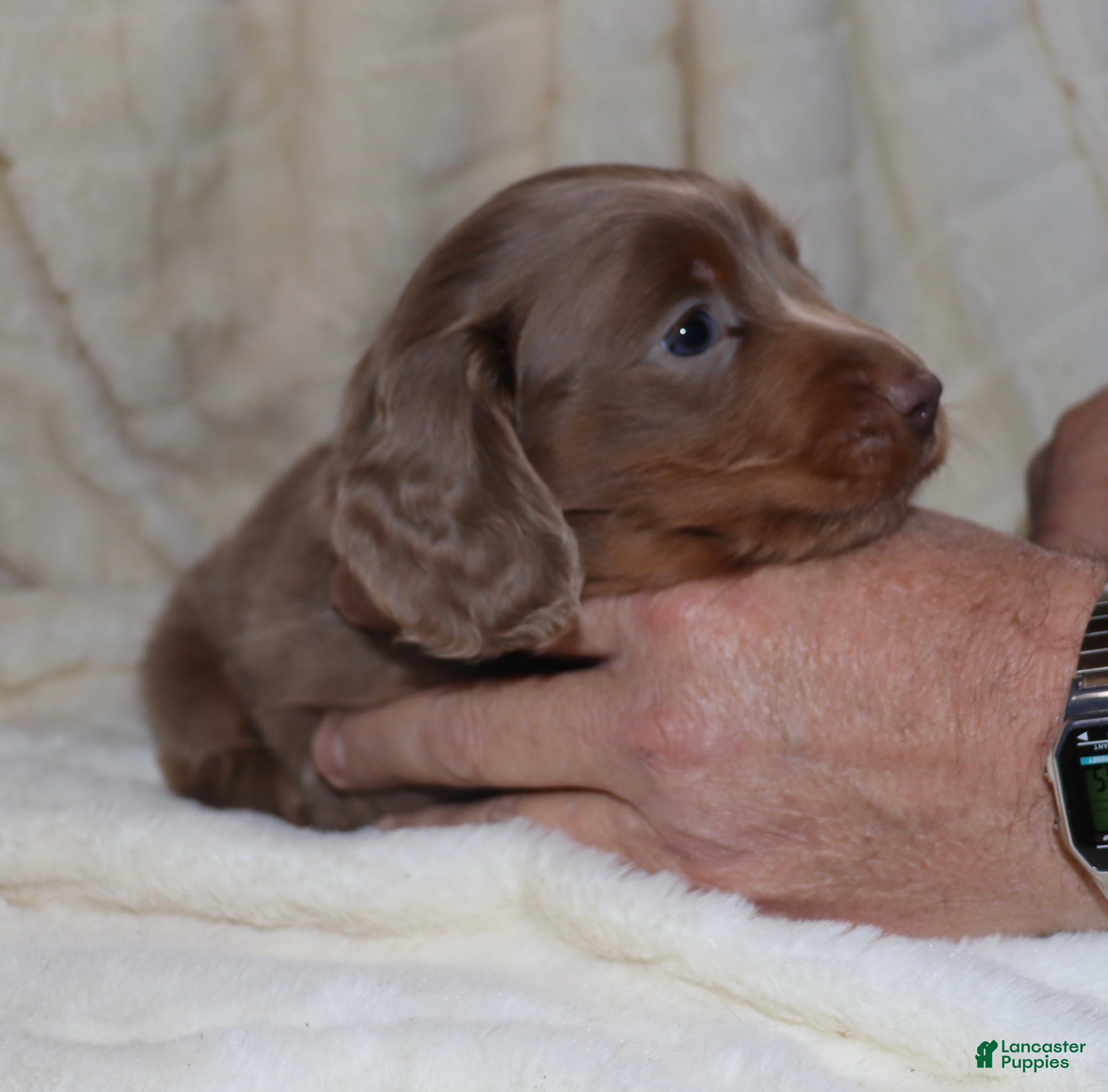 Miniature Dachshund dogs Isaac - Ad 27