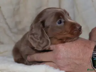 Miniature Dachshund dogs Isaac - Ad 27
