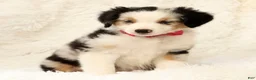 Miniature Australian Shepherd dogs for sale: Remi - Ad 8