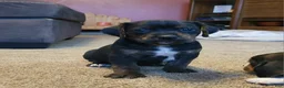 Puggle dogs for sale: Charlie - Ad 2