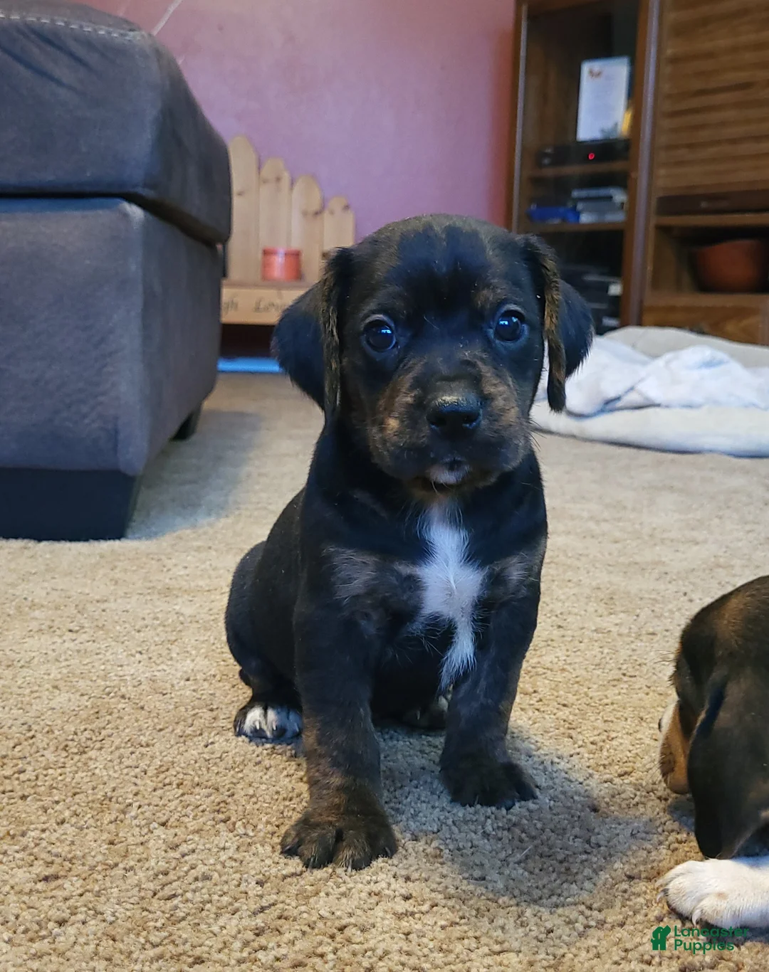 Puggle dogs for sale: Charlie - Ad 2