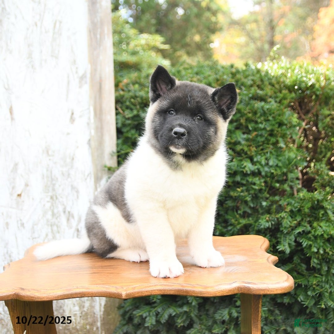 Akita Puppies for sale Lancaster Puppies