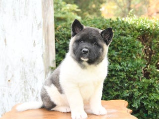 Akita dogs - Ad 2