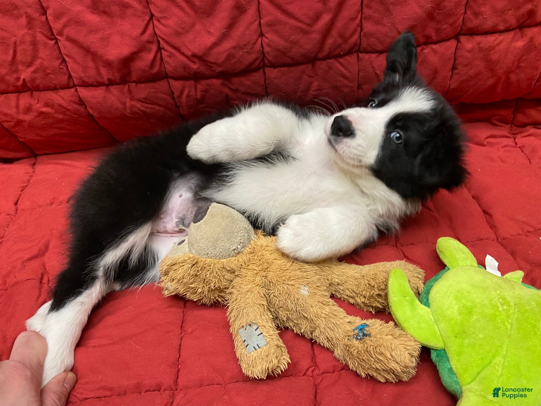 Border Collie dogs for sale: Orka - Ad 8