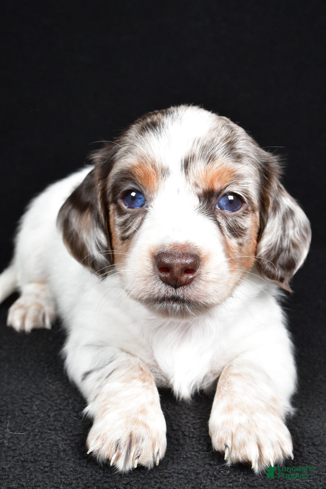 Miniature Dachshund dogs for sale: Chase  - Ad 4