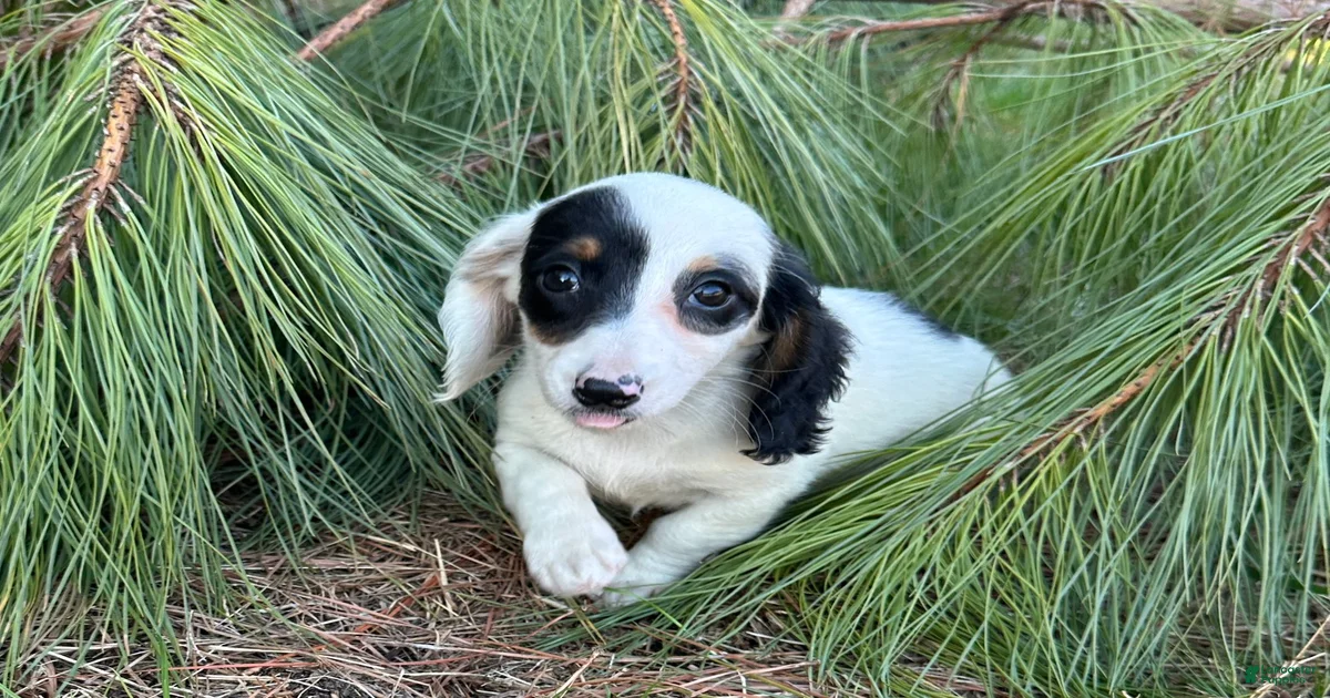 チーキー・リトル・パピィー ボネットを被ったダルメシアンのチーキー 白黒斑点 Dottie Miniature Dachshund for sale in Georgetown | Lancaster Puppies