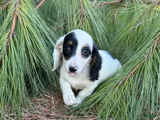 Miniature Dachshund dogs for sale: Dottie - Ad 3