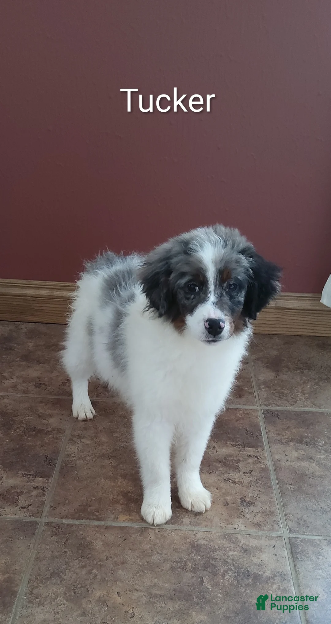 Mini Bernedoodle dogs for sale: Mini Bernedoodle Puppy 1 - Ad 4