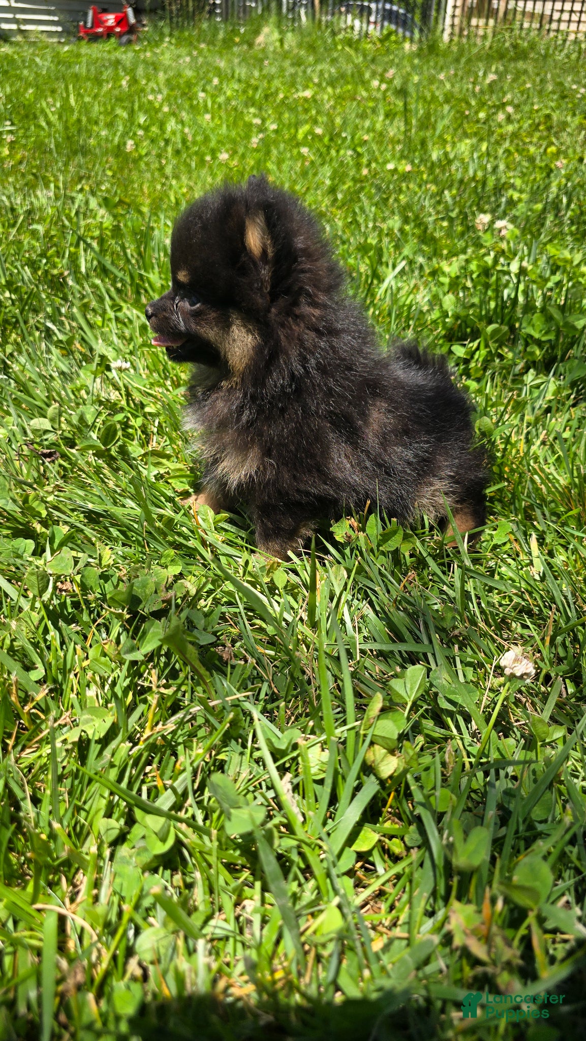 Pomeranian dogs Nano - Ad 2