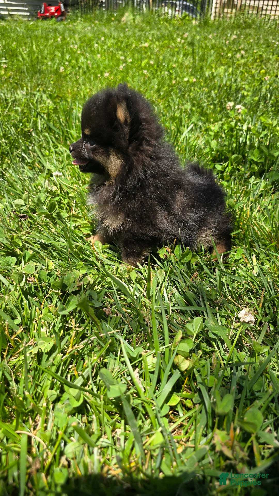 Pomeranian dogs for sale: Nano - Ad 2