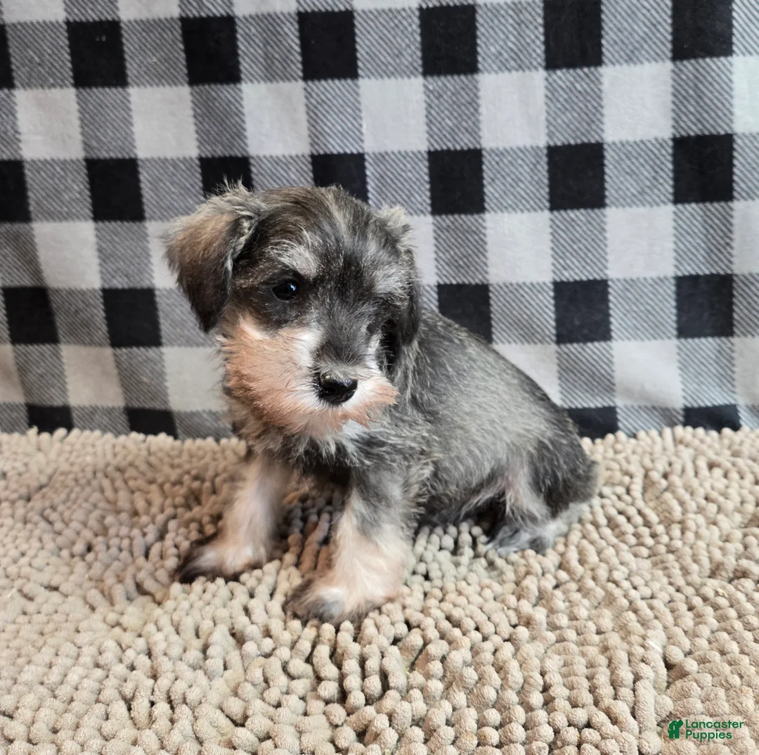 Miniature Schnauzer dogs for sale: Scout - Ad 2