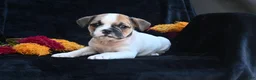 Mixed Breed dogs for sale: Jax - Ad 10