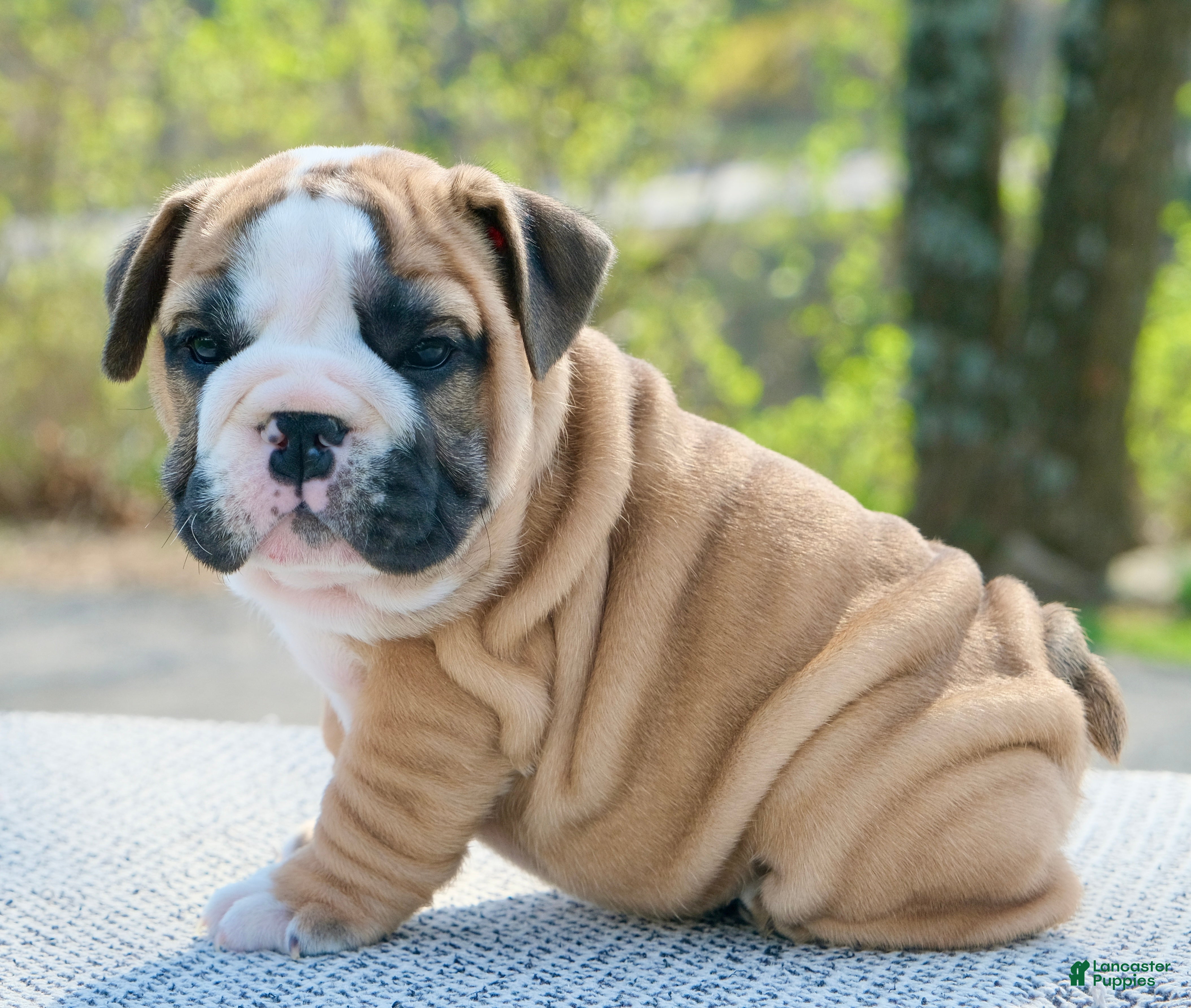 English Bulldog dogs Max - Ad 1