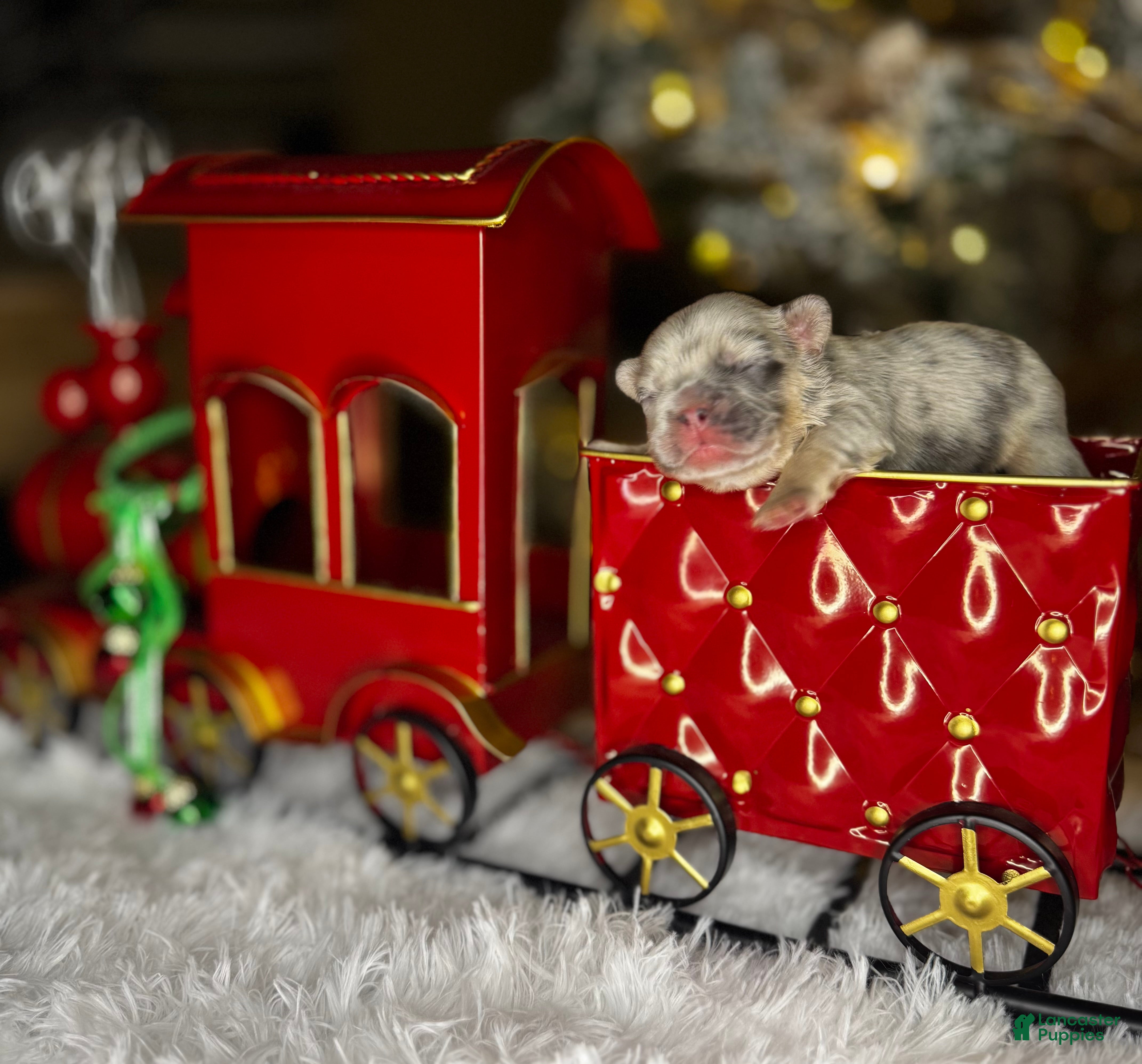 French Bulldog dogs CUPID - Ad 7