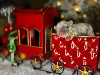 French Bulldog dogs CUPID - Ad 7