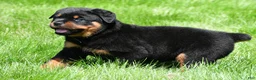Rottweiler dogs for sale: autumn - Ad 6