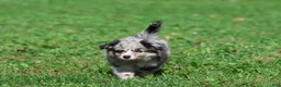 Mixed Breed dogs for sale: Fetch - Ad 4