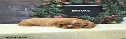 Cavalier King Charles Spaniel dogs for sale: Brooke - Ad 1