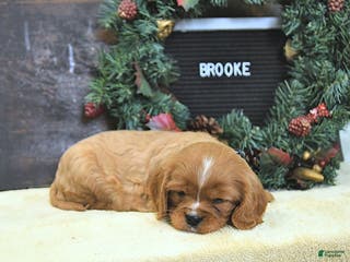 Cavalier King Charles Spaniel dogs Brooke - Ad 35