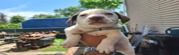 Jack Russell Terrier dogs for sale: Jack Russell Terrier 4 - Ad 4