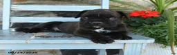 Boxer dogs for sale: Bruno - Ad 4