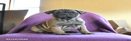 Frug dogs for sale: Tank - Ad 1