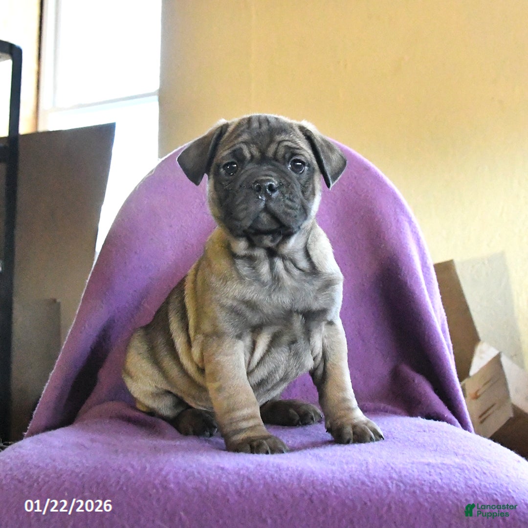 Frug dogs for sale: Tank - Ad 1