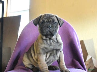 Frug dogs Tank - Ad 1