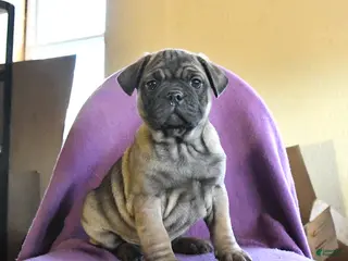 Frug dogs Tank - Ad 4