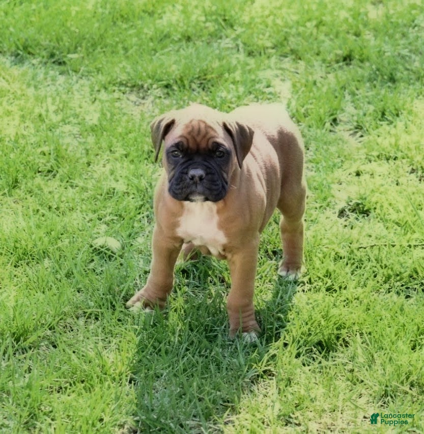 Boxer dogs Hudson - Ad 2