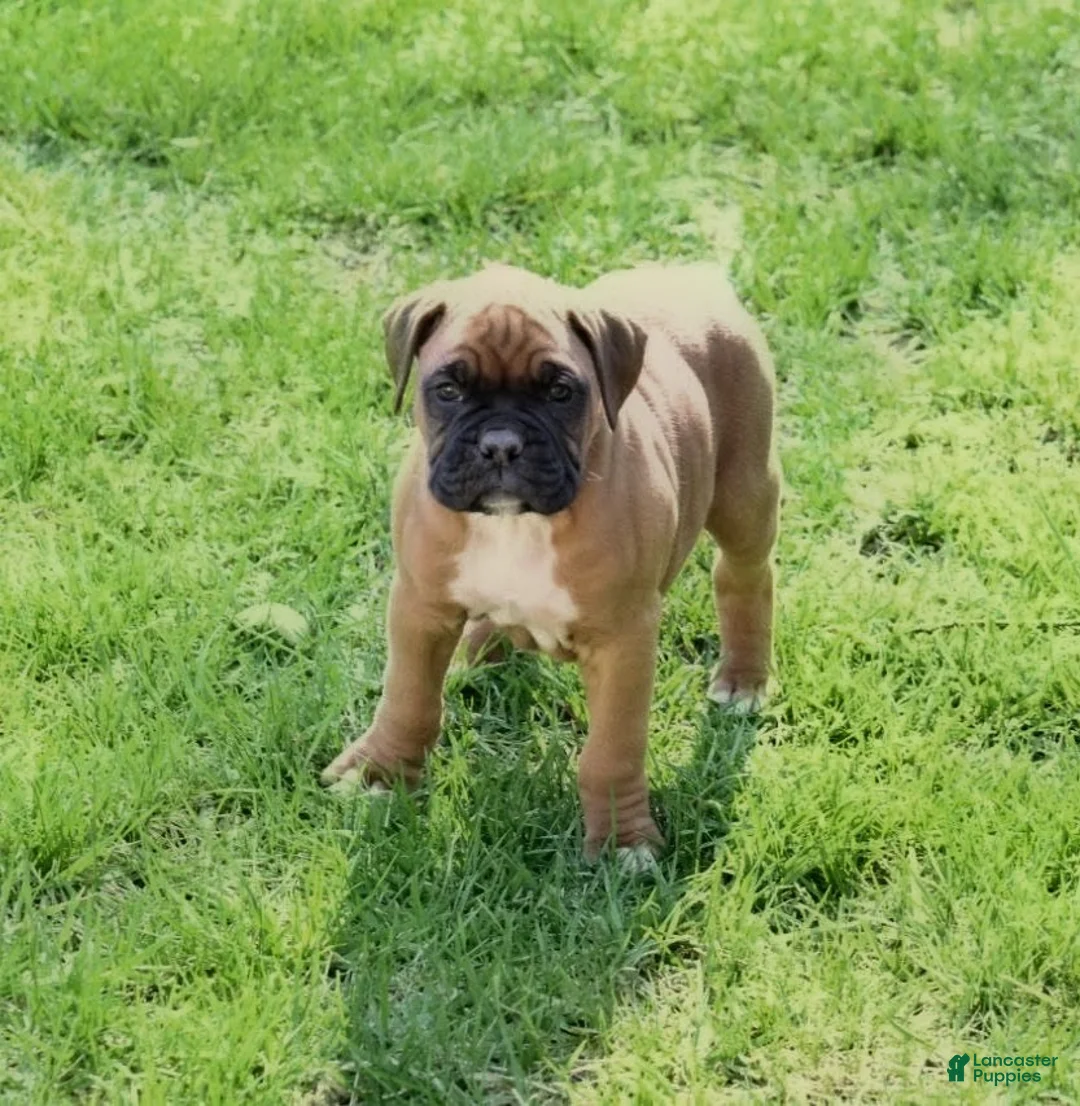 Boxer dogs for sale: Hudson - Ad 2