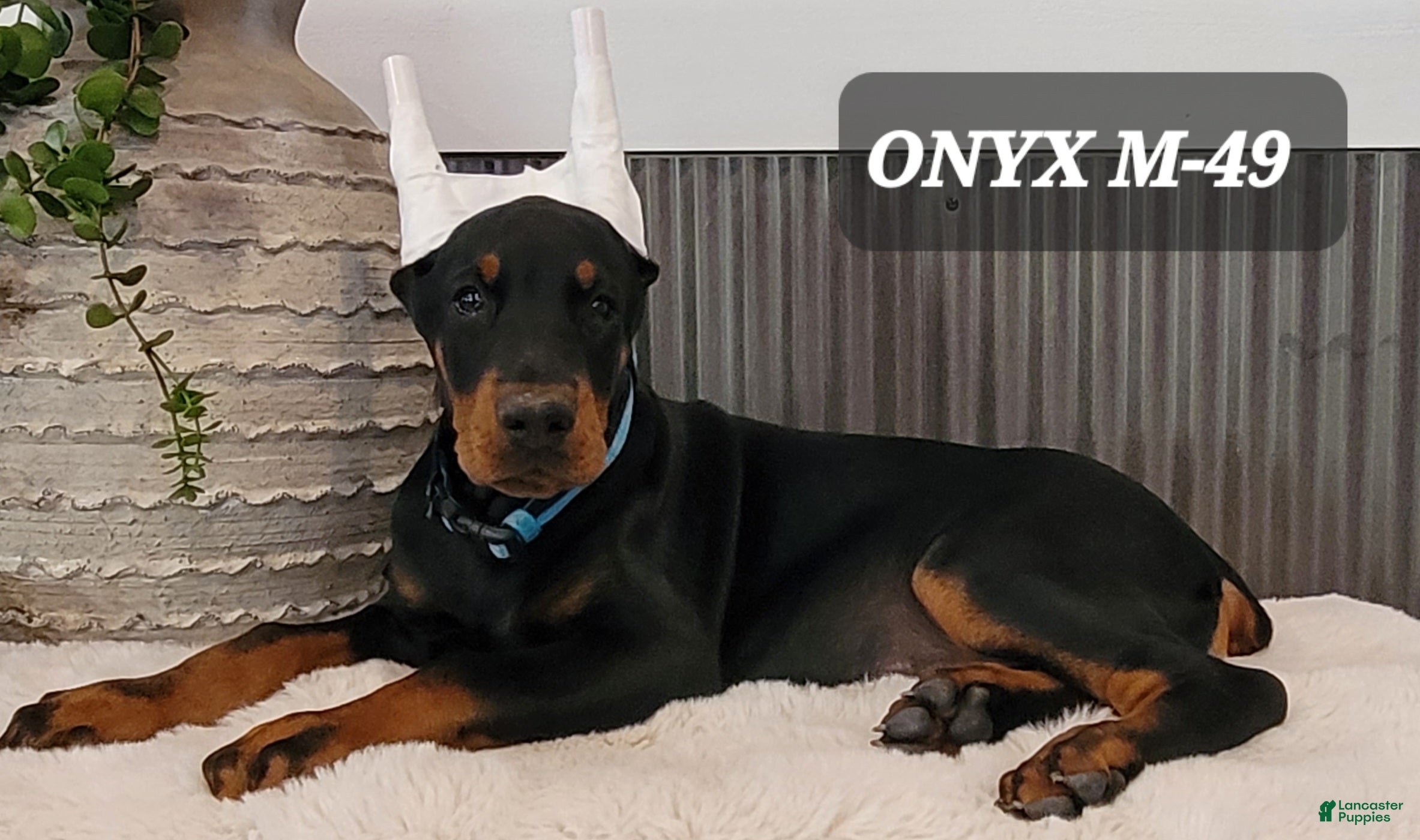 Doberman Pinscher dogs ONYX - Ad 32