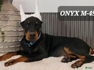 Doberman Pinscher dogs ONYX - Ad 32