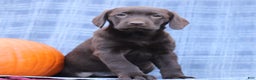 Labrador Retriever dogs for sale: Jessica  - Ad 2