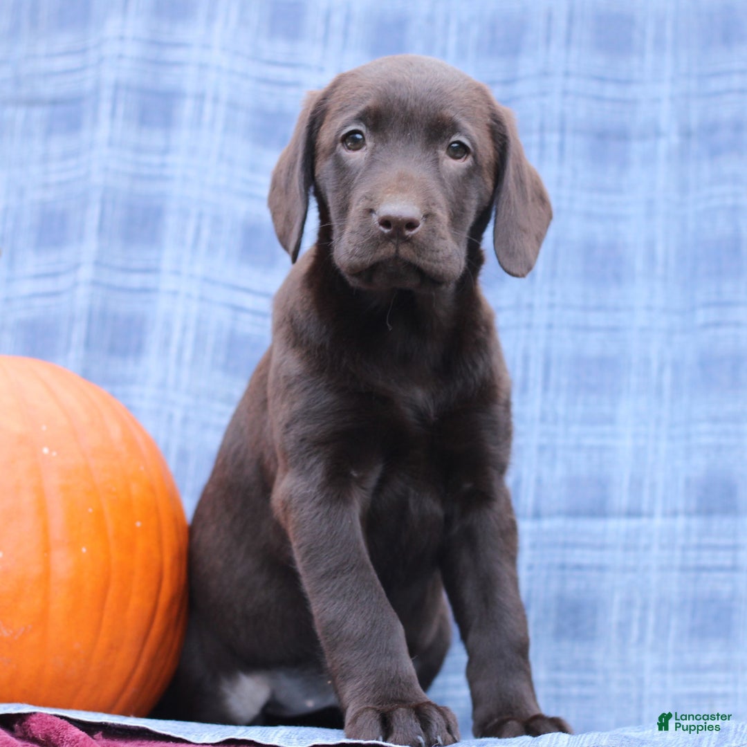 Labrador Retriever dogs for sale: Jessica  - Ad 2