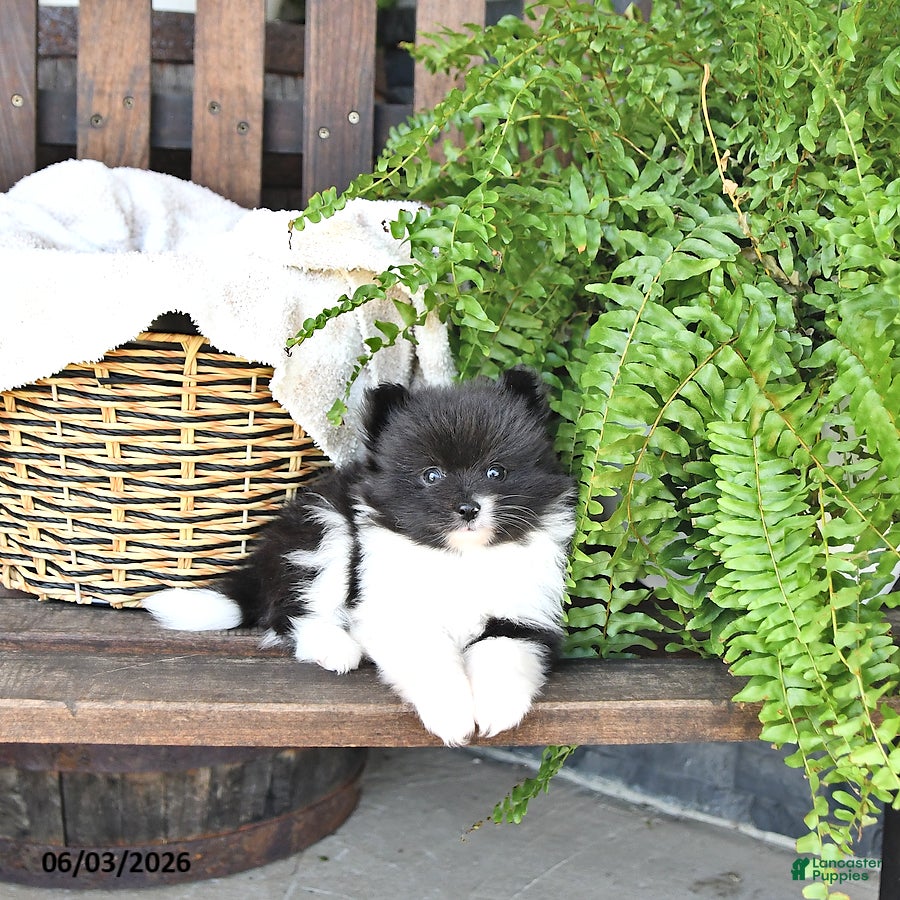 Pomeranian dogs for sale: Bruno - Ad 2