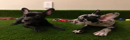 French Bulldog dogs for sale: French Bulldog 2 - Ad 5