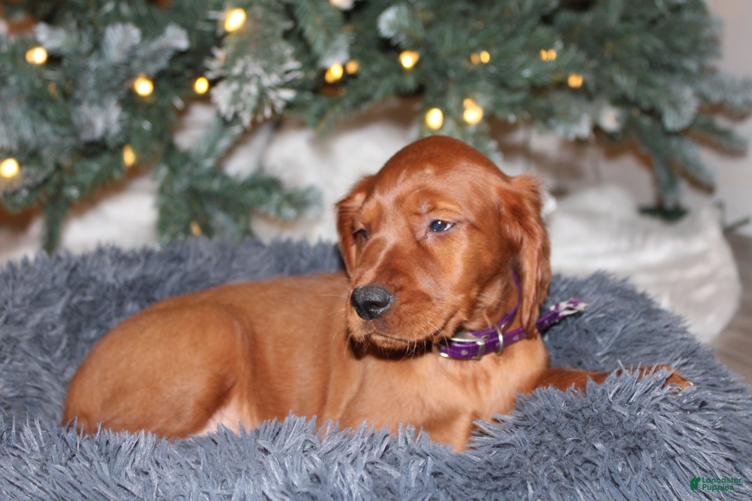 Mixed Breed dogs for sale: grace - Ad 3