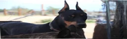 Doberman Pinscher dogs for sale: Jessica M1 - Ad 4