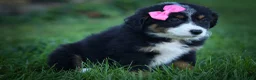 Mini Aussiedoodle dogs for sale: Layla🎀 - Ad 6