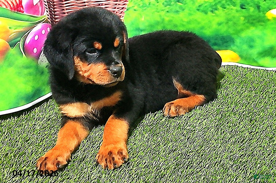 Rottweiler dogs Babe - Ad 2