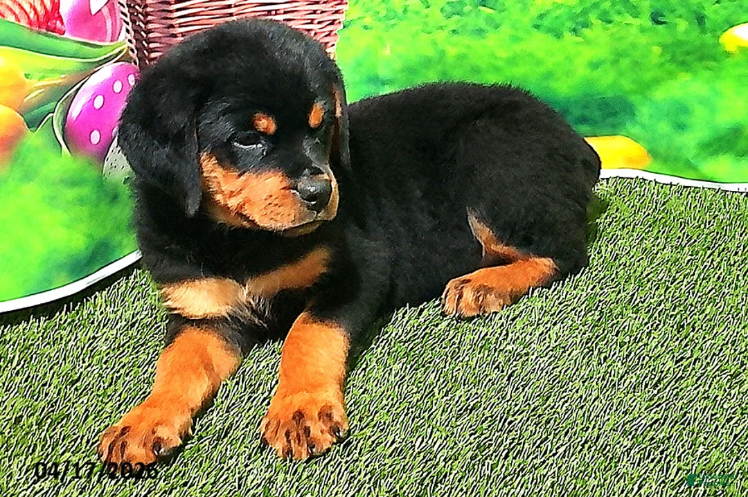 Rottweiler dogs for sale: Babe - Ad 2
