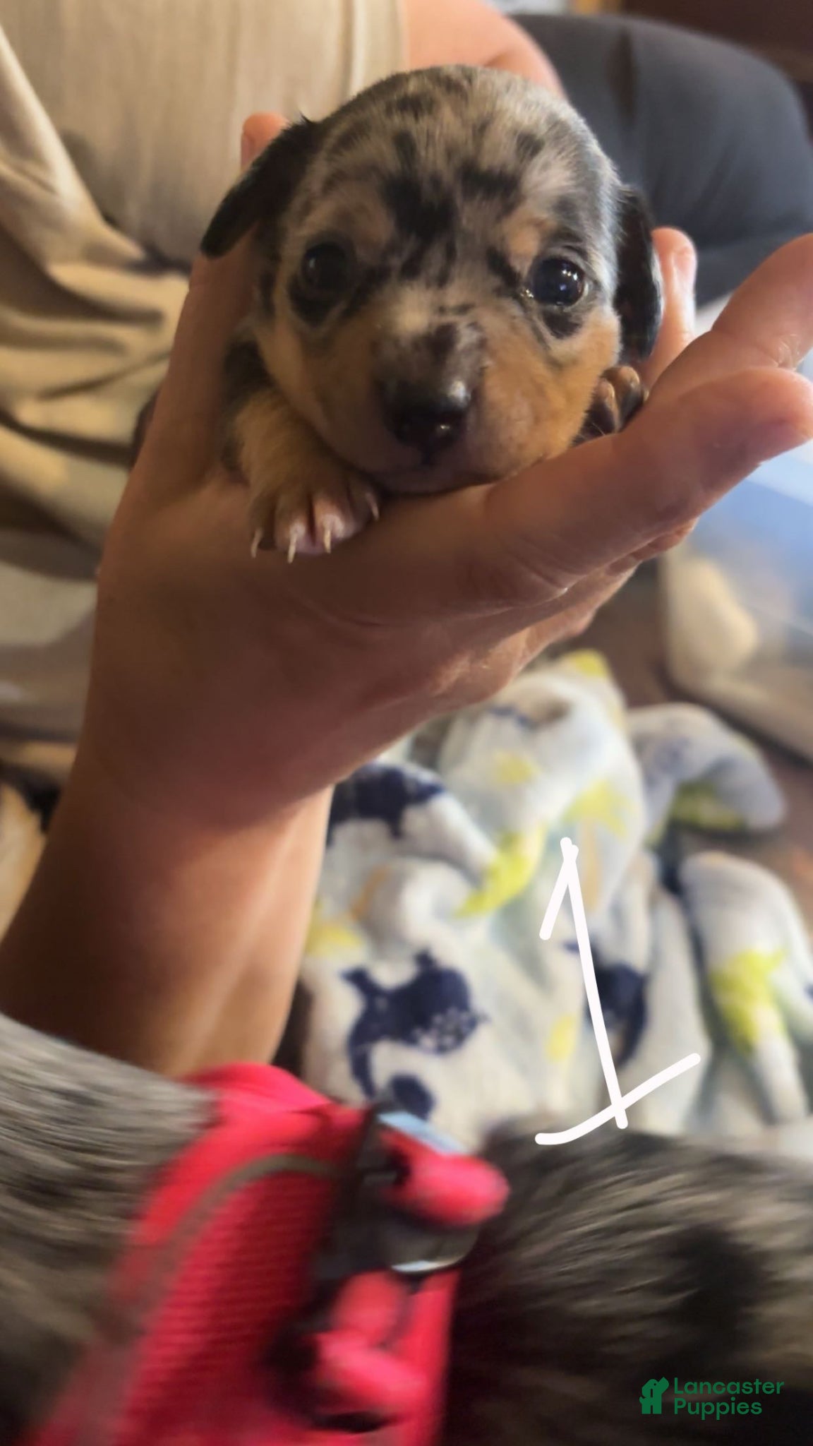 Chiweenie dogs Chiweenie Puppy 1 - Ad 2