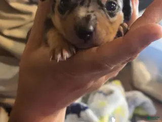 Chiweenie dogs Chiweenie Puppy 1 - Ad 2