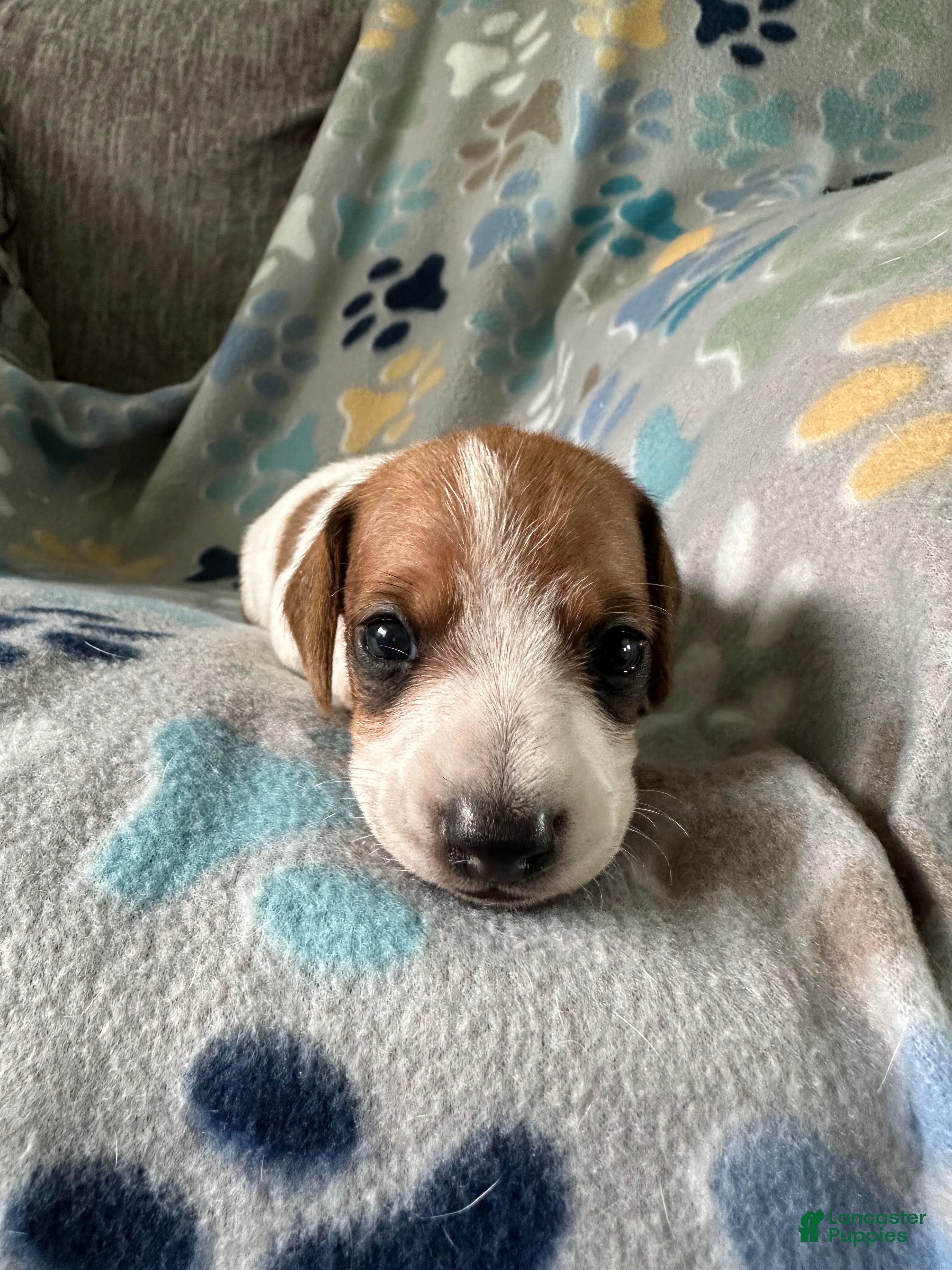 Miniature Dachshund dogs Coconut 🥥 - Ad 1
