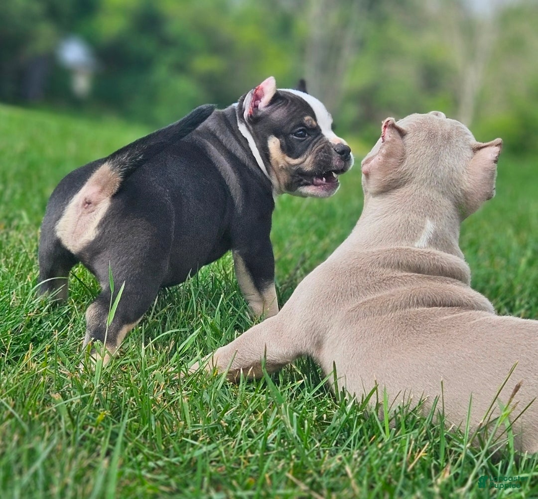 American Bully dogs American Bully - Windslow - Ad 2
